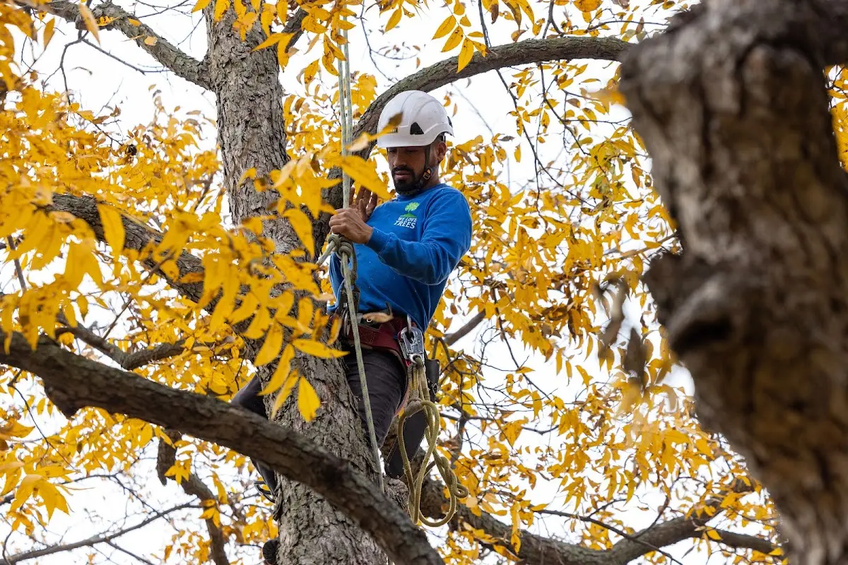 Skilled Tree Planting crew working in Glenolden
